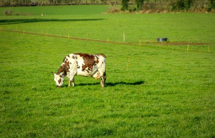 Compter 25 ares par vache laitière comme surface de base, à diviser en 6 à 8 paddocks de 3 à 4 jours.