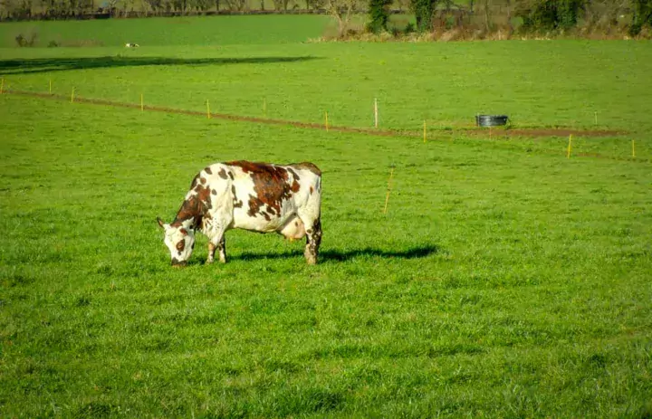 Compter 25 ares par vache laitière comme surface de base, à diviser en 6 à 8 paddocks de 3 à 4 jours.