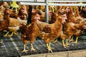 Pour répondre à la demande des consommateurs et des industriels, les éleveurs doivent se tourner prioritairement vers la production d’œufs plein air ou bio.