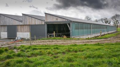 Photo of Un bâtiment en “toit d’usine” pour les 200 vaches