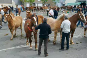 Foire-de-printemps-2017