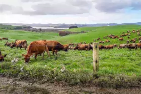 Le pâturage est la base de l’alimentation des animaux dans l’élevage. Il est modifié suivant la pousse de l’herbe.