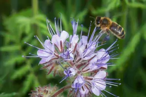 abeille-fleur