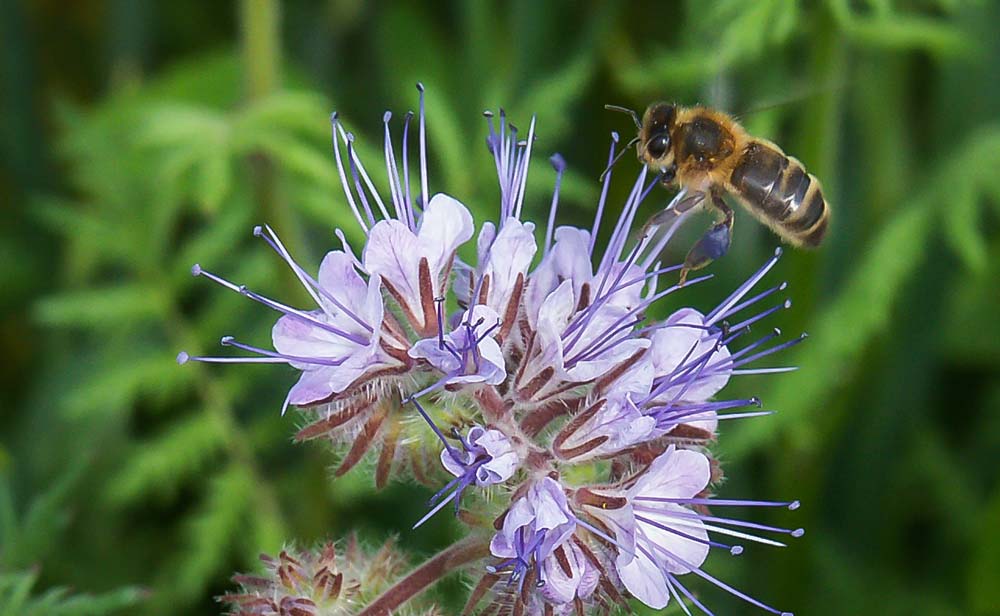 abeille-fleur - Illustration Néonicotinoïdes : six cas ne présentent “aucune alternative”