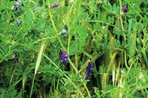 alimentation-bovin-meteil-cereale-ensilage-croissance-station-experimentale-mauron-fourrage