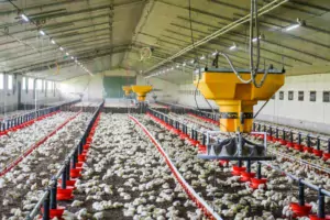 La chaleur produite à partir de l’eau chaude est diffusée dans le poulailler grâce à 3 aérothermes Systel