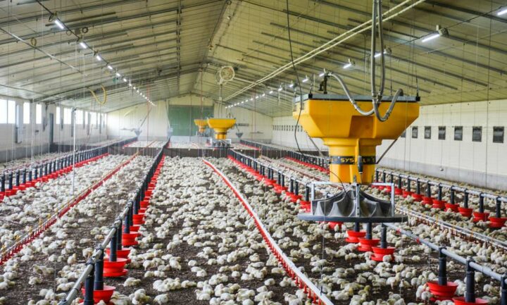 La chaleur produite à partir de l’eau chaude est diffusée dans le poulailler grâce à 3 aérothermes Systel