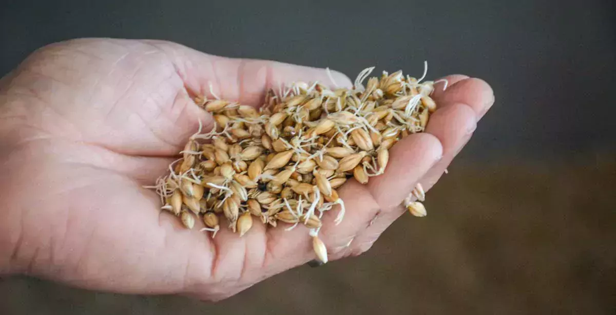 Une fois germée l’orge est transférée dans la touraille une sorte de gros séchoir à céréales - Illustration Yec’hed Malt fabrique du malt 100% breton