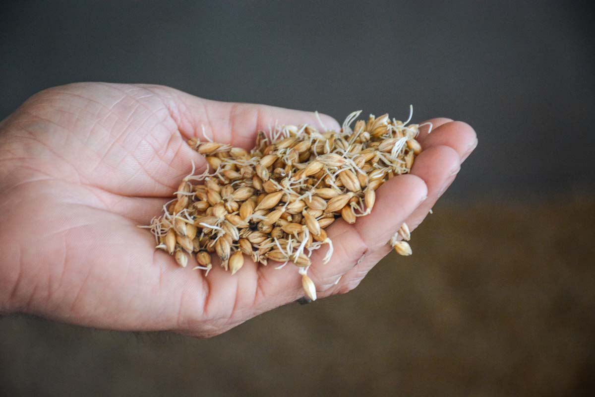 Une fois germée l’orge est transférée dans la touraille une sorte de gros séchoir à céréales - Illustration Yec’hed Malt fabrique du malt 100% breton