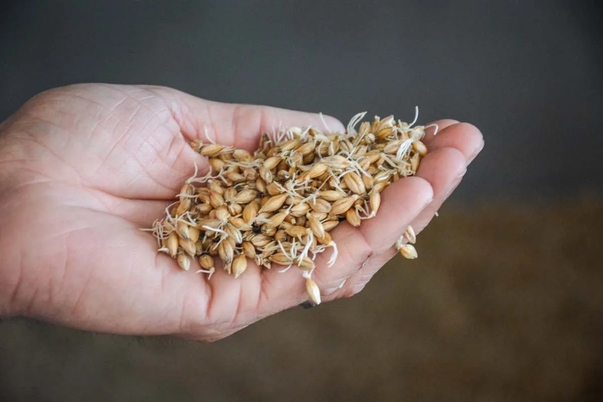 Une fois germée l’orge est transférée dans la touraille une sorte de gros séchoir à céréales - Illustration Yec’hed Malt fabrique du malt 100% breton