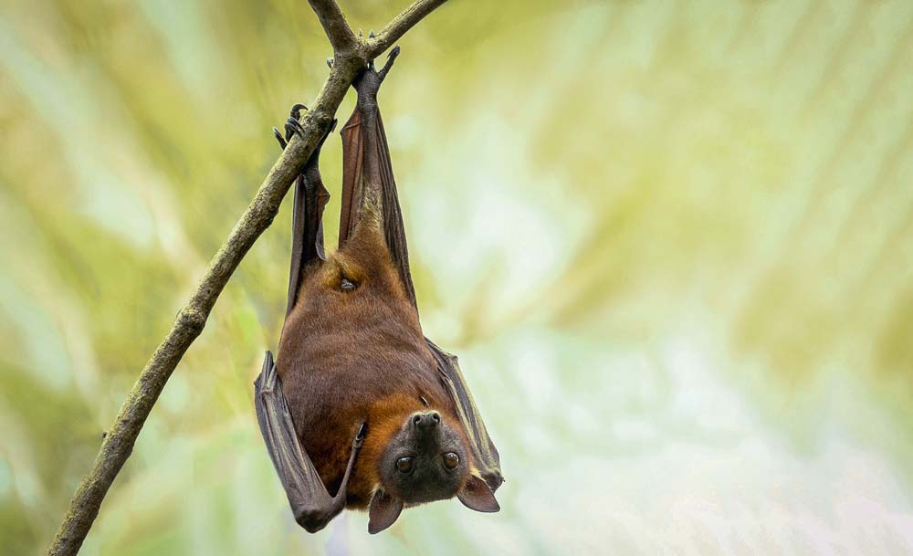 chauve souris - Illustration Un mammifère pollinisateur