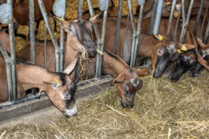 Réputé pour une conservation plus risquée et plus sensible aux risques sanitaire, l'enrubannage ne présente pas plus de risque que le foin quand il est bien conditionné et conservé. Dès que la fermentation a eu lieu, 3 à 4 semaines minimum après le pressage, il peut être distribué aux chèvres en lait.