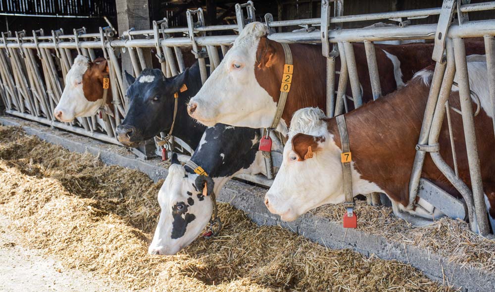 La ration hivernale des « hautes productives » est basée sur 10 à 12 kg MS de maïs ensilage, 3 - 4 kg MS d’ensilage d’herbe et 3 kg de luzerne déshydratée. - Illustration Des fourrages déshydratés bien ciblés