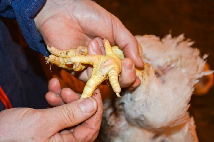 Aucune lésion de pododermatites n’est présente sur les pattes des mâles âgés de 36 jours.