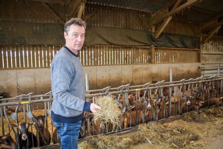 Dans l’élevage de Pascal Bouilland, la base de l’alimentation c’est l’herbe, qu’il distribue sous forme d’enrubannage. Un fourrage très appétent pour ses 450 chèvres laitières. 