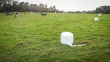 Le « bale grazing » consiste à diviser grâce aux clôtures une surface de prairie en petits paddocks où les animaux effectuent un court séjour et à déposer une botte d’enrubanné dans chaque « case » pour faire office de râtelier de complément.