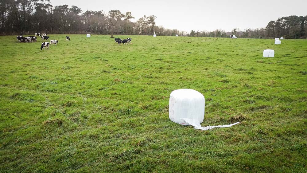 Le « bale grazing » consiste à diviser grâce aux clôtures une surface de prairie en petits paddocks où les animaux effectuent un court séjour et à déposer une botte d’enrubanné dans chaque « case » pour faire office de râtelier de complément. - Illustration En hiver, enrubanné sans râtelier pour continuer à pâturer