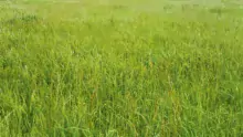 pousse-herbe
