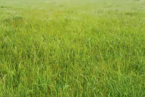 pousse-herbe