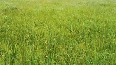 Photo of La vente d’herbe est-elle un bail rural ?