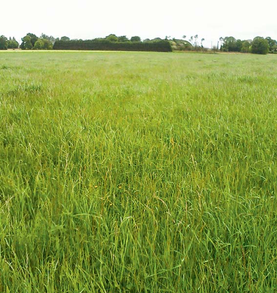 pousse-herbe - Illustration La vente d’herbe est-elle un bail rural ?