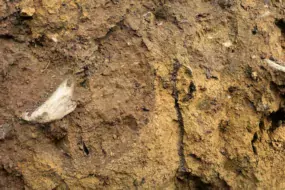 Un profil renseigne sur le fonctionnement du sol, la présence ou non de cailloux et de zones compactées.