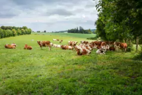 vache-lait-bio-paturage-herbe