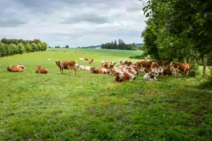 vache-lait-bio-paturage-herbe