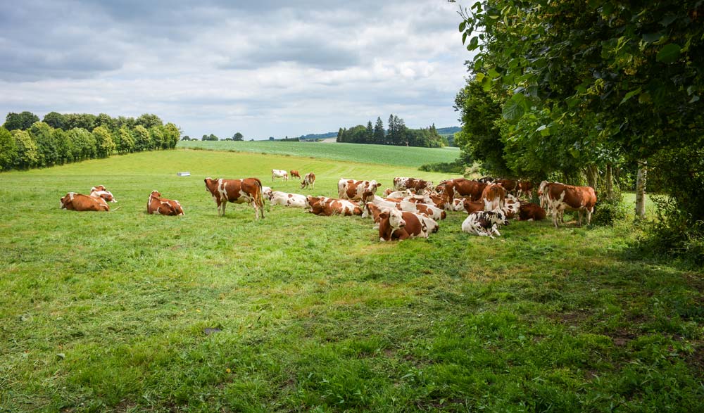 vache-lait-bio-paturage-herbe - Illustration Lait de pâturage : l’interprofession fixe une durée minimale de 120 jours «pâturés»