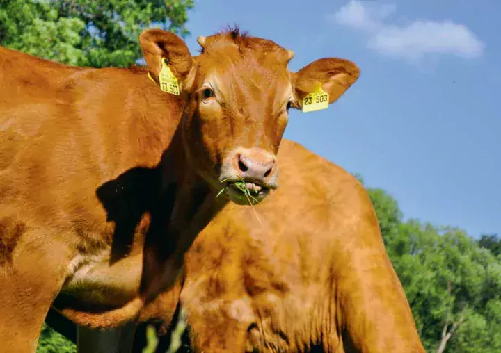 viande-bovine