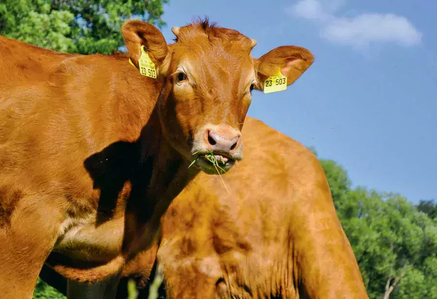 viande-bovine - Illustration Protéines animales ou végétales : Manger de la viande, est-ce du gaspillage ?