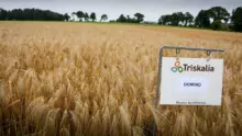 Concernant l’orge, la lutte agronomique peut également s’appuyer sur le choix de variétés tolérantes à la JNO, à l’image de la variété Domino.