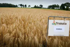 Concernant l’orge, la lutte agronomique peut également s’appuyer sur le choix de variétés tolérantes à la JNO, à l’image de la variété Domino.