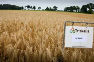 Concernant l’orge, la lutte agronomique peut également s’appuyer sur le choix de variétés tolérantes à la JNO, à l’image de la variété Domino.