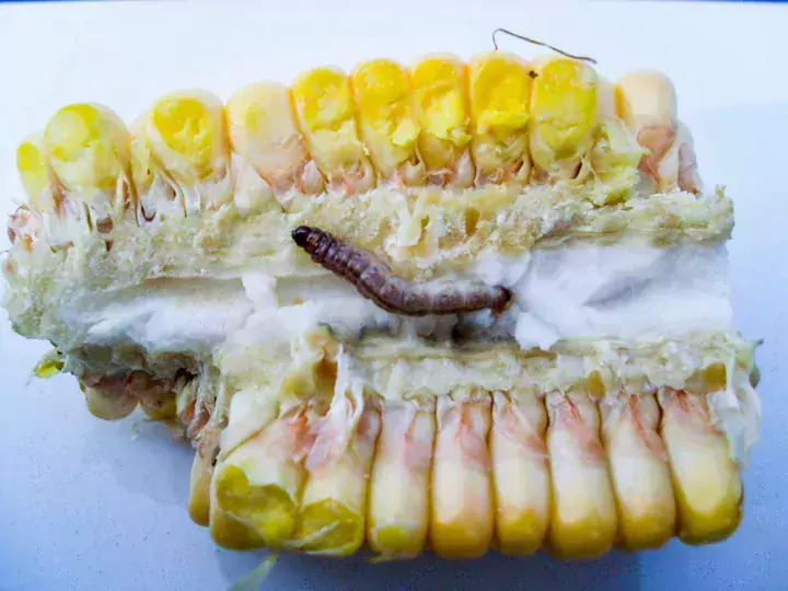 Les larves de pyrales occasionnent des dégâts non négligeables sur les maïs et peuvent entraîner des contaminations de fusariose.