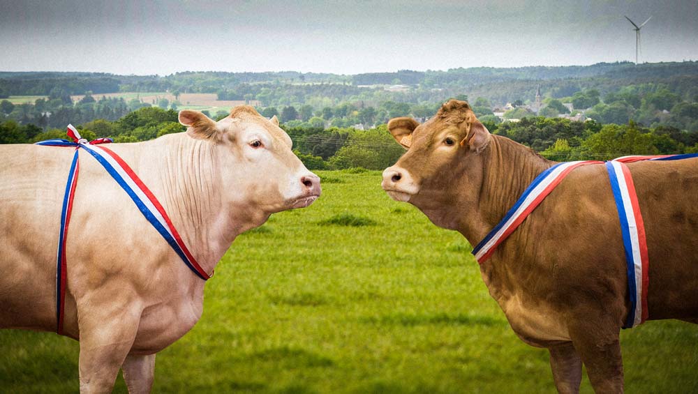 boeuf-vache-genisse-viande-fr - Illustration Le bœuf français bientôt en Chine ?