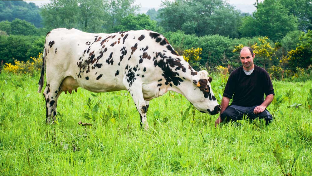 culture à part entière après avoir arrêté de semer du maïs pour préparer son passage en bio. - Illustration « Oser amener les vaches pâturer plus loin »