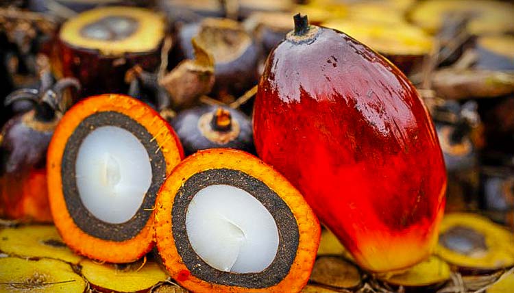 huile-de-palme - Illustration Biocarburants : l’huile de palme incorporée aux essences a progressé de 36% en 2017