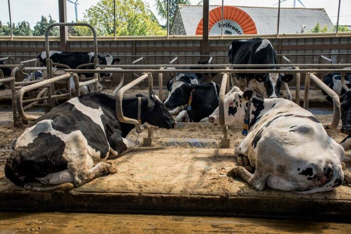 Actuellement, les éleveurs utilisent encore de la dolomie pour saupoudrer les matelas. Bientôt, ils vont opter pour de la paille maison broyée et pressée, « plus économique et pratique ».   