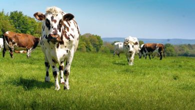 Photo of Normande 35 lance sa “viande de proximité”