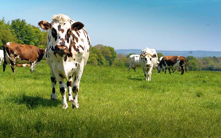 td_normande - Illustration Normande 35 lance sa « viande de proximité »