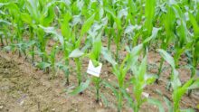 trichogrammes contre pyrale du mais