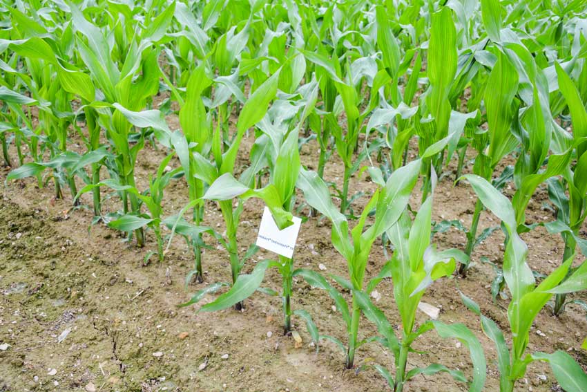30 plaquettes de trichogrammes réparties à l’hectare permettent une lutte biologique contre la pyrale du maïs.