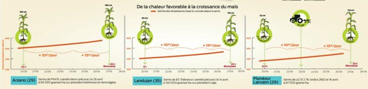 chaleur-croissance-mais