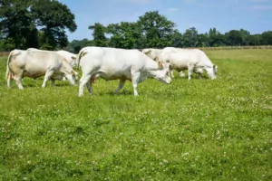 Le troupeau charolais est doté d’un Ivmat de 105,3.