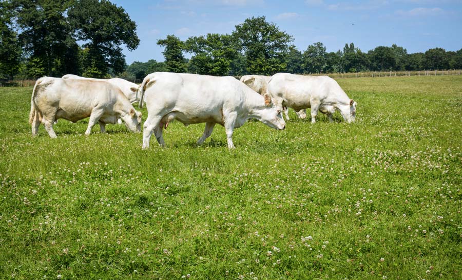 Le troupeau charolais est doté d’un Ivmat de 105,3. - Illustration Les ateliers allaitant et laitier se complètent