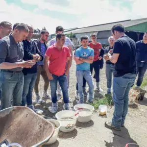 Démonstrations (drenchage, qualité du colostrum, alimentation…) autour des génisses.