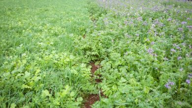 Photo of Nourrir le sol par les couverts