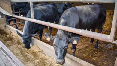 Photo of Une viande persillée dès 15 mois