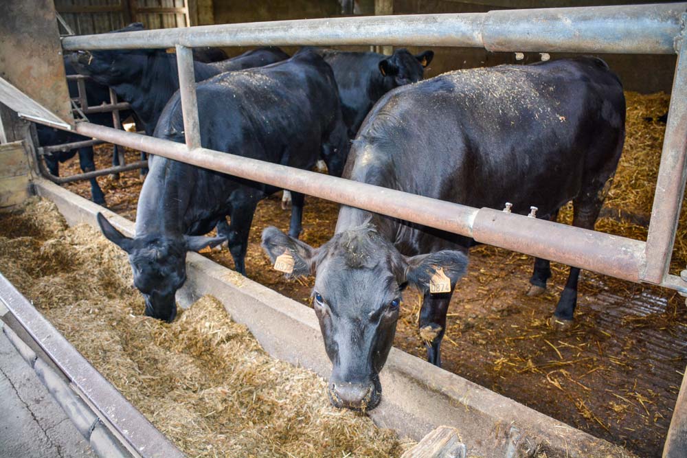 Les essais de croisement des races angus, limousine et hereford sur Prim’Holstein aboutissent à des résultats très encourageants sur des animaux jeunes. - Illustration Une viande persillée dès 15 mois